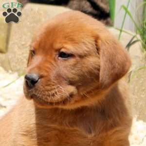 Boomer, Fox Red Labrador Retriever Puppy