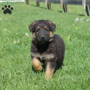 Boomer, German Shepherd Puppy
