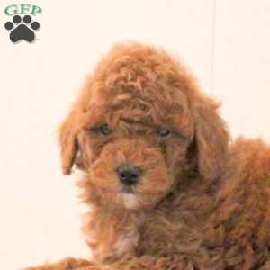 Boomer, Toy Poodle Puppy