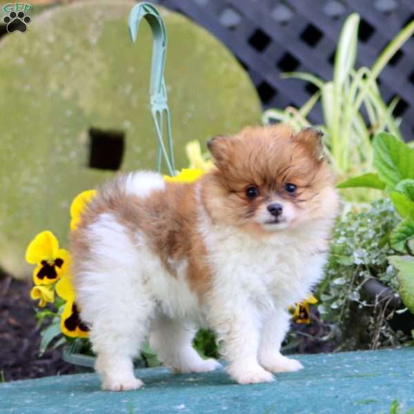 Bouncer, Pomeranian Puppy