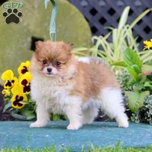 Bouncer, Pomeranian Puppy