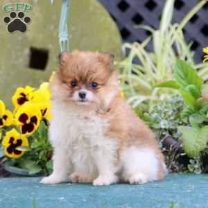 Bouncer, Pomeranian Puppy