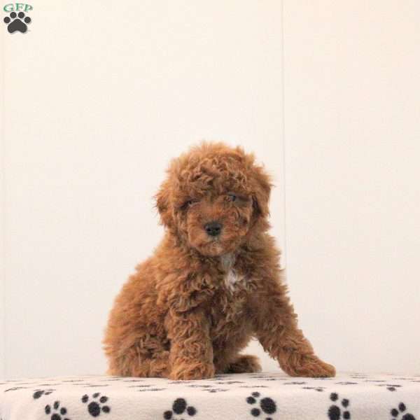 Bowie, Toy Poodle Puppy