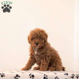 Bowie, Toy Poodle Puppy
