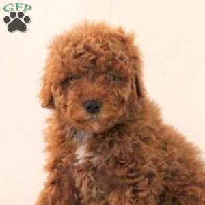 Bowie, Toy Poodle Puppy