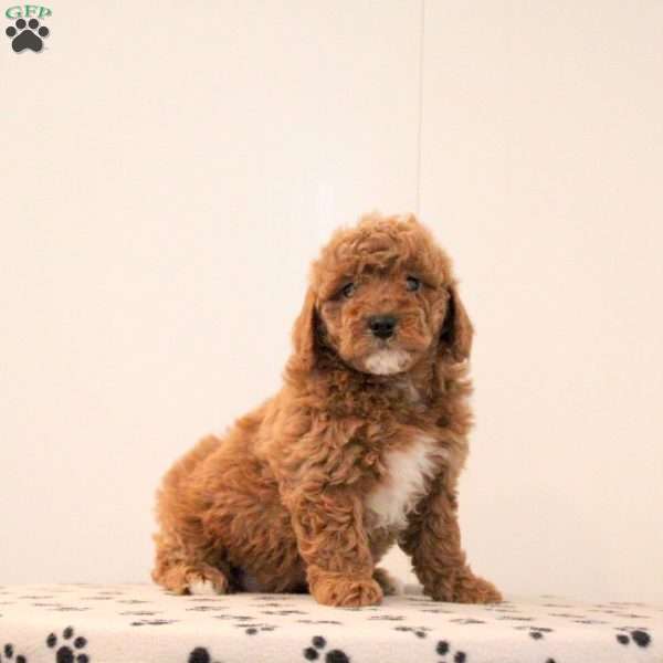 Brady, Toy Poodle Puppy