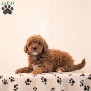 Brady, Toy Poodle Puppy