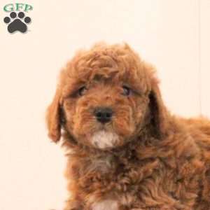 Brady, Toy Poodle Puppy