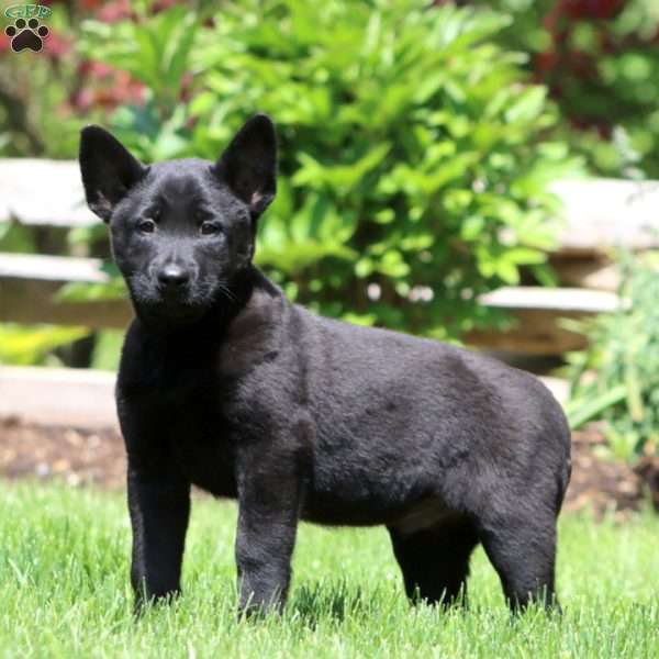 Brandon, Belgian Malinois Puppy