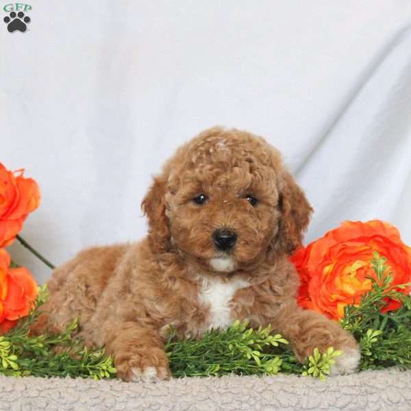 Brandy, Mini Goldendoodle Puppy
