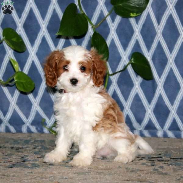 Brayde, Cavapoo Puppy