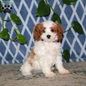 Brayde, Cavapoo Puppy