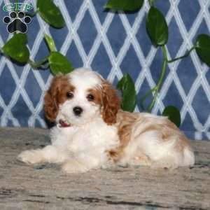 Brayde, Cavapoo Puppy