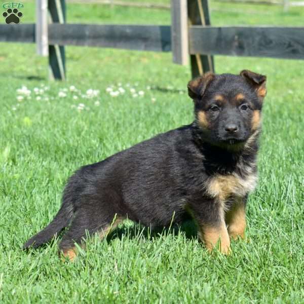 Breeze, German Shepherd Puppy
