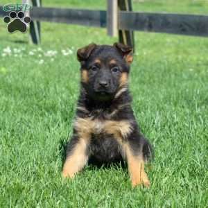 Breeze, German Shepherd Puppy