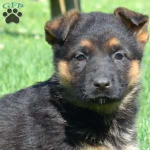 Breeze, German Shepherd Puppy