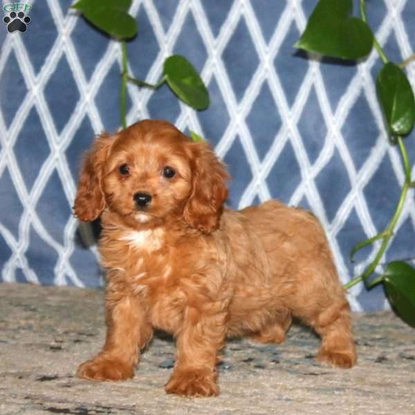 Brenda, Cavapoo Puppy