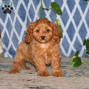 Brenda, Cavapoo Puppy