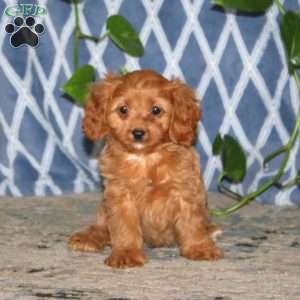 Brenda, Cavapoo Puppy