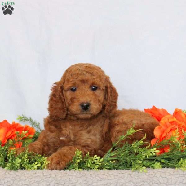 Brennan, Mini Goldendoodle Puppy