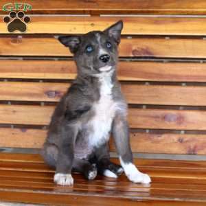 Brett, Border Collie Puppy