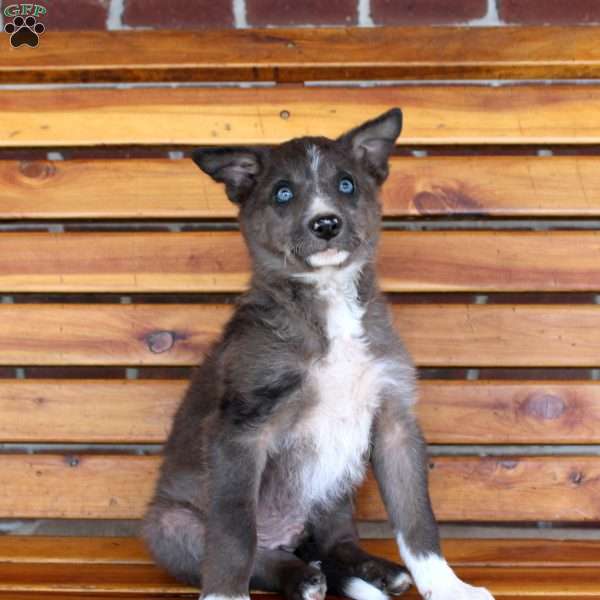 Brett, Border Collie Puppy