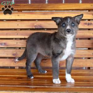 Brett, Border Collie Puppy