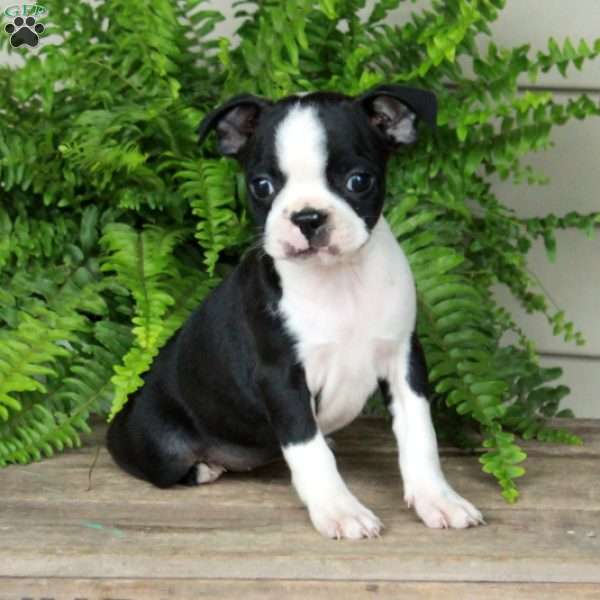 Bria, Boston Terrier Puppy