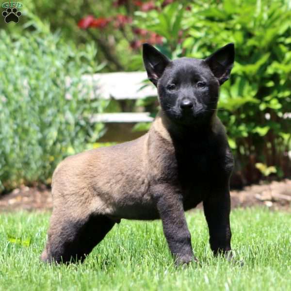 Brian, Belgian Malinois Puppy
