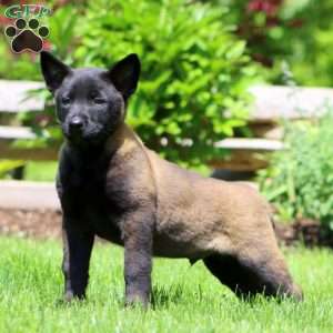 Brian, Belgian Malinois Puppy
