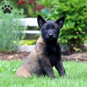 Brian, Belgian Malinois Puppy
