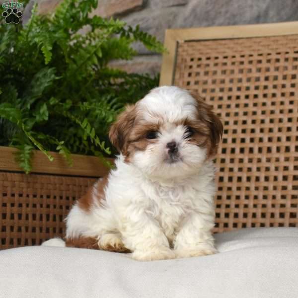Bridget, Shih Tzu Puppy