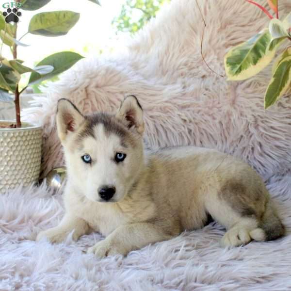 Bridgette, Alaskan Malamute Mix Puppy