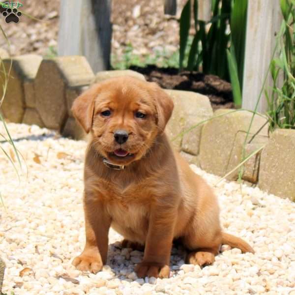 Bridgette, Fox Red Labrador Retriever Puppy