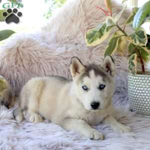 Bridgette, Alaskan Malamute Mix Puppy