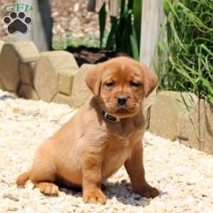 Bridgette, Fox Red Labrador Retriever Puppy