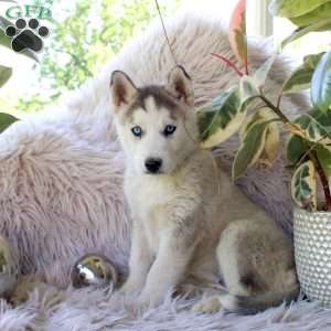 Bridgette, Alaskan Malamute Mix Puppy