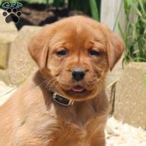 Bridgette, Fox Red Labrador Retriever Puppy