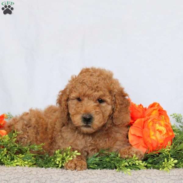 Brie, Mini Goldendoodle Puppy