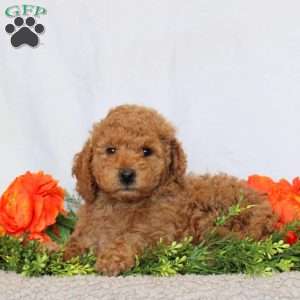Brie, Mini Goldendoodle Puppy