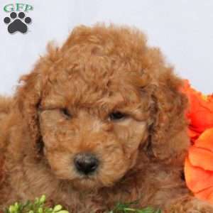 Brie, Mini Goldendoodle Puppy