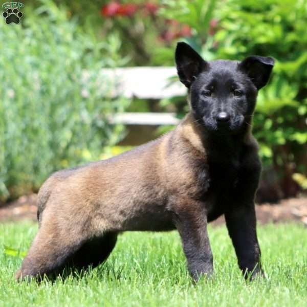 Brie, Belgian Malinois Puppy