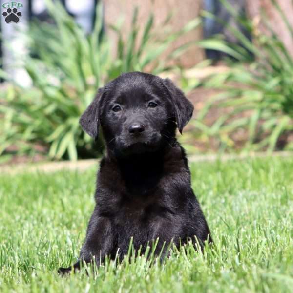 Brie, Black Labrador Retriever Puppy