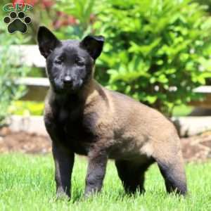 Brie, Belgian Malinois Puppy