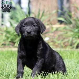 Brie, Black Labrador Retriever Puppy