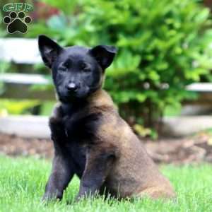 Brie, Belgian Malinois Puppy