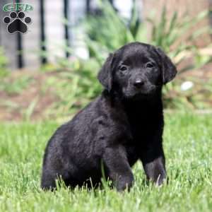 Brie, Black Labrador Retriever Puppy