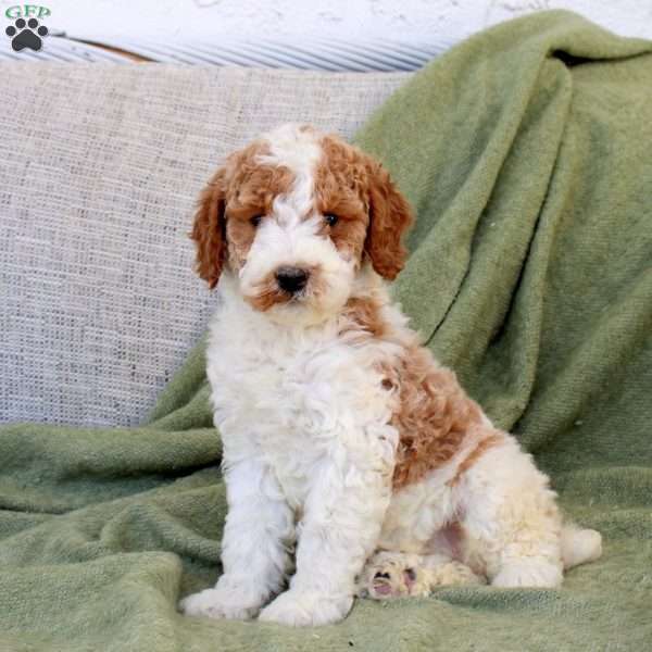 Brio, Standard Poodle Puppy