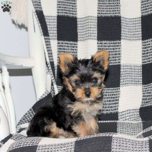 Brittany, Yorkie Puppy