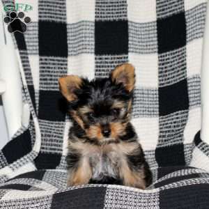 Brittany, Yorkie Puppy